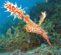 Armored Pipefish at Charly's Point by Jacques Vieira 
